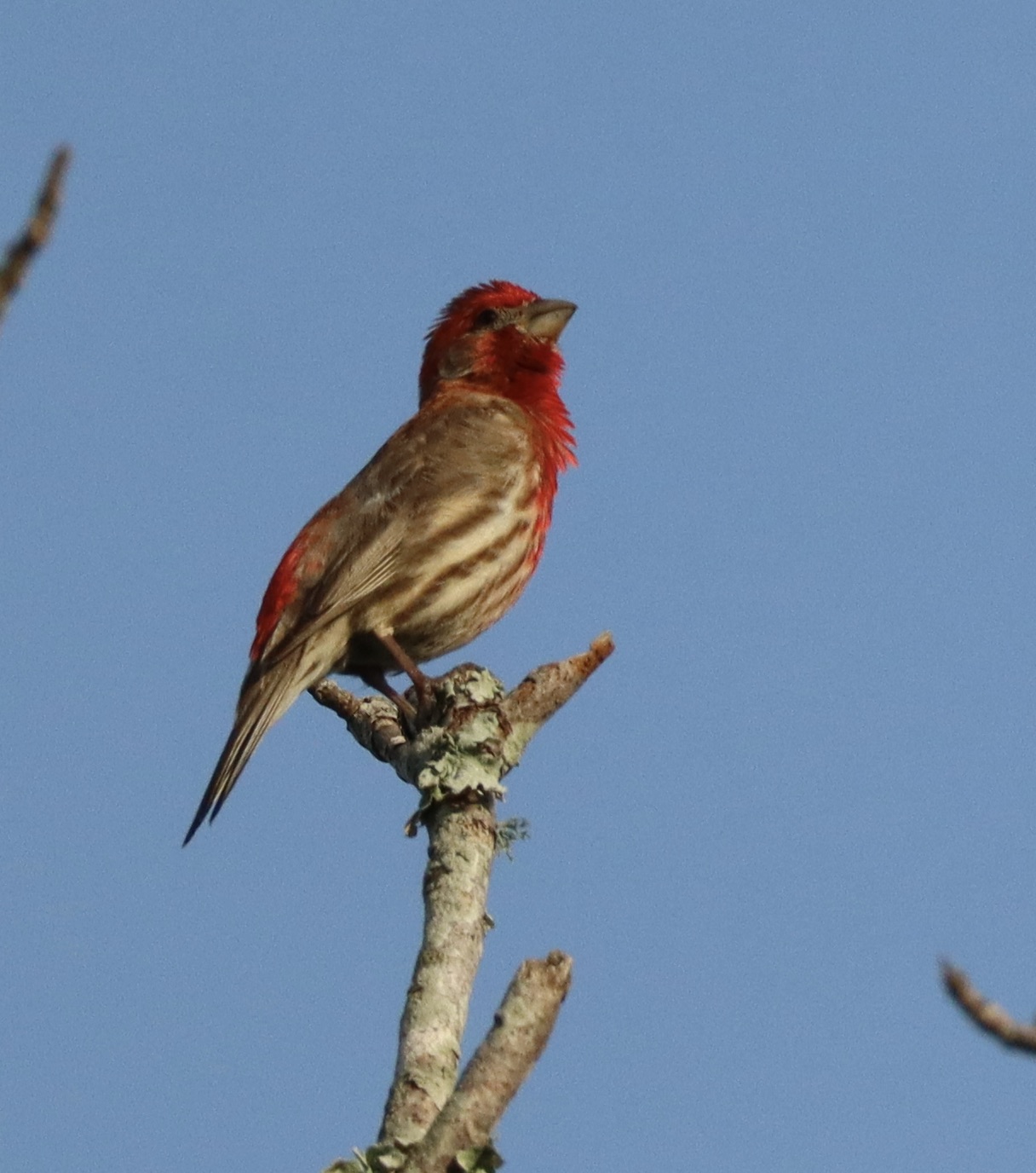 House finch