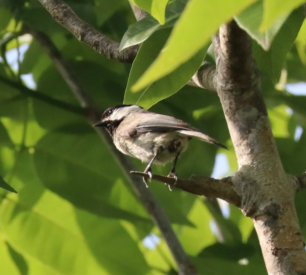 Carolina Chickadee