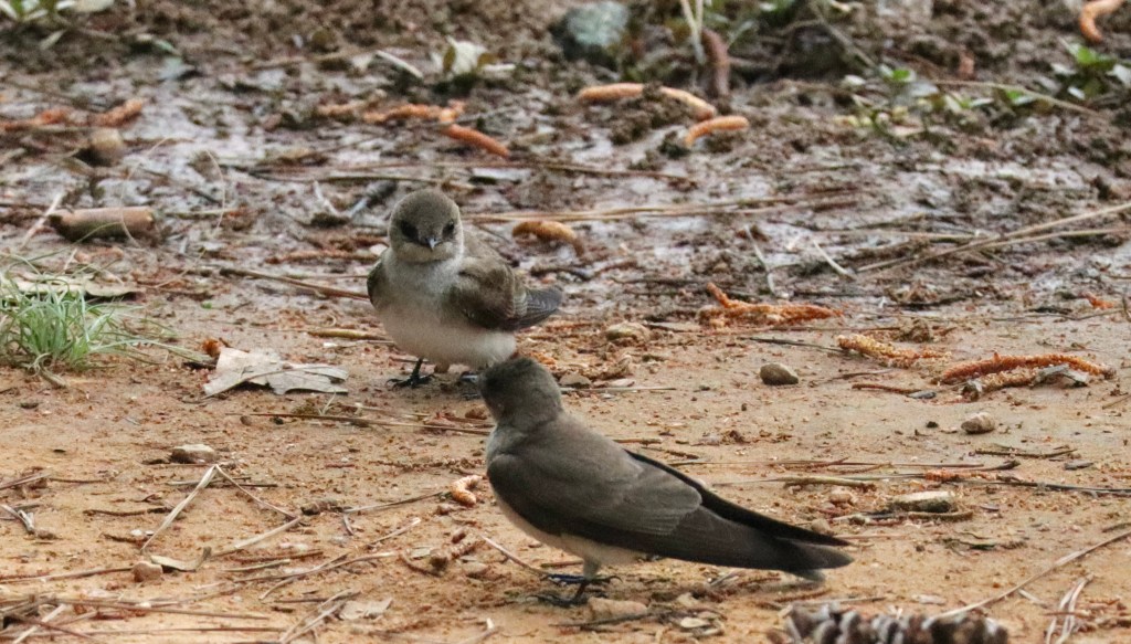 Northern rough winged swallow

